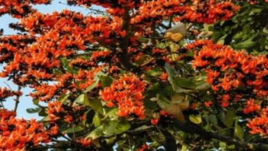 Photo of पलाश के फूल से घर में नहीं होगी पैसों की तंगी, प्रतिष्ठा भी बढ़ेगी…