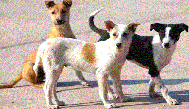 Photo of शेल्टर होम्स से महिला ने गोद लिया कुत्ता, फिर उसको मारा पकाया और खा गई