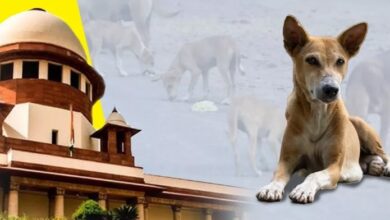 Photo of आवारा कुत्तों के मामले में सुप्रीम कोर्ट ने फैसला सुरक्षित रखा
