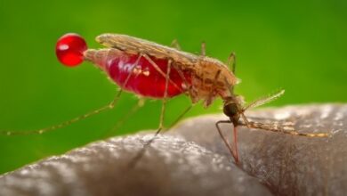 Photo of बढ़ रहे मलेरिया के मामले, डॉक्टरो ने बताया क्या है बचाव का सही तरीका