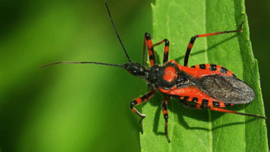 Photo of अमेरिका में बरपाया किसिंग बग्स ने कहर, बनता है जानलेवा चगास डिजीज की वजह