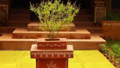 Photo of तुलसी विवाह पर बन रहे कई मंगलकारी योग