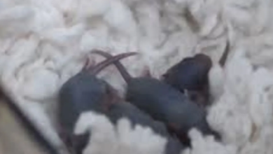 Photo of चीन में अंतरिक्ष मिशन से लौटने के बाद मादा चूहे ने बच्चों को दिया जन्म