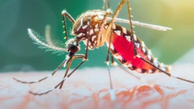 Photo of दिल्ली में डेंगू के दो और मरीजों की मौत, इस वर्ष संख्या चार हुई; स्वास्थ्य विभाग चिंतित