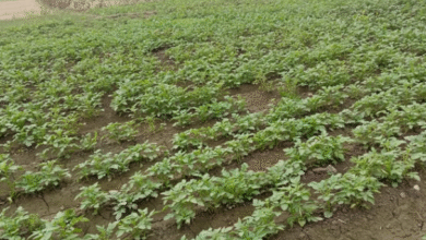 Photo of आगरा: आलू की फसल के लिए ये  30 से 45 दिन का समय अहम, आकार बढ़ाने में करता है मदद