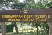 Photo of बांधवगढ़ टाइगर रिजर्व: लापरवाही पड़ी भारी, सफारी में नियम तोड़ने पर 17 चालक, गाइडों को नोटिस