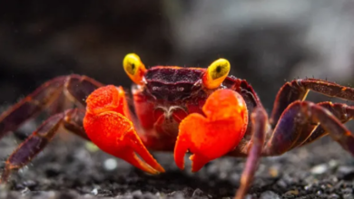 Photo of फूड इन्फ्लुएंसर की ‘डेविल क्रैब’ खाने से मौत