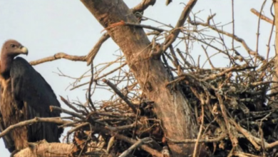Photo of वीरांगना दुर्गावती टाइगर रिजर्व में 951 गिद्ध दर्ज, सात प्रजातियों की हुई पहचान