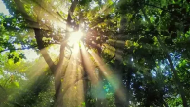 Photo of पर्यावरण मंजूरी में तेजी पर विशेषज्ञों की चिंता