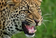 Photo of  कोटद्वार: भतकोट गांव में घर के आंगन में खेल रही चार साल की बच्ची को गुलदार ने मार डाला