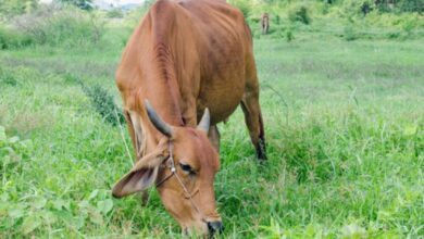 Photo of जेनेटिक परीक्षण से संवरेंगी देसी नस्लें, बढ़ेगी पशुपालकों की आय