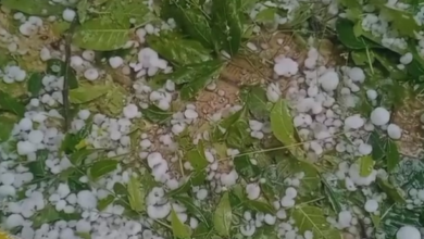 Photo of MP: बेमौसम बारिश और ओलावृष्टि ने किसानों की खड़ी फसलों को पहुंचाया नुकसान